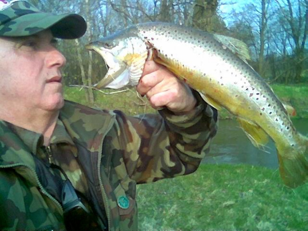Pstrąg potokowy 51cm z rzeki Bóbr maj2007 #ryby