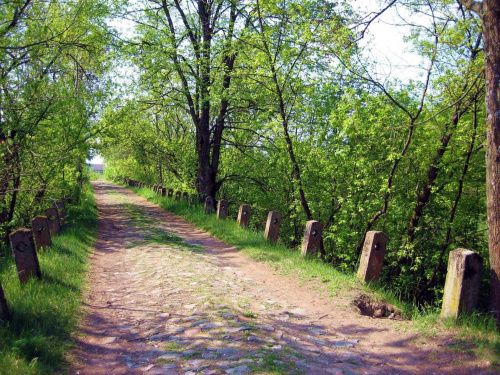 Droga prowadzi z Ostrołęki do Dzbenina