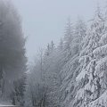 piękne drzewa na brzydkich drogach czeskich ;)