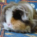 HODOWLA RODOWODOWYCH ŚWINEK MORSKICH NAOMI-CAVIA