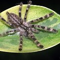 P. regalis