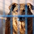 Agro poznał co to ból i prawdziwy głód.
Ten duży pies otrzymał wiele cierpień z ręki człowieka. W schronisku czeka na nowy dom już od 09.05.2005r. Jego nr ewiedencyjny to 1396 #psy #pies #AGRO