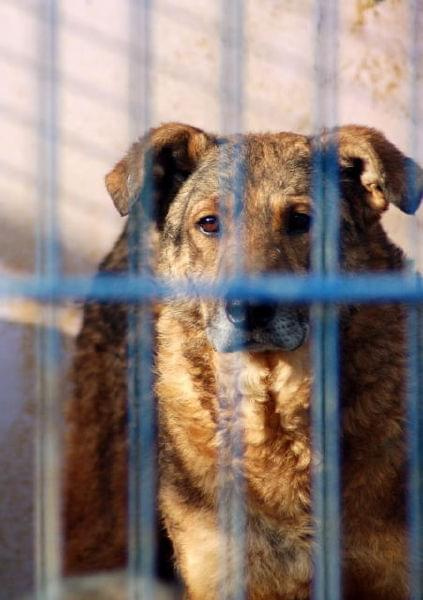 Agro poznał co to ból i prawdziwy głód.
Ten duży pies otrzymał wiele cierpień z ręki człowieka. W schronisku czeka na nowy dom już od 09.05.2005r. Jego nr ewiedencyjny to 1396 #psy #pies #AGRO