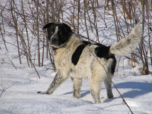 moje malutkie piesio :)