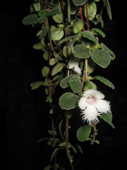 EPISCIA DIANTHIFLORA - kwiat