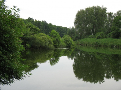 Koluszki, Lisowice, przyroda #Koluszki #Lisowice #las #przyroda