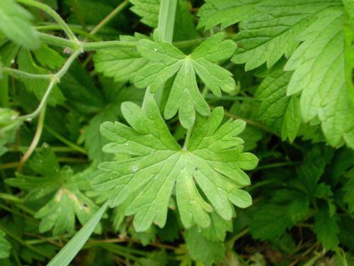 45c. Bodziszek drobny - Geranium pusillum . Data : 02.09.2007. Miejsce : ścieżka obok lasu . Miejscowość : Piaski Wielkopolskie .