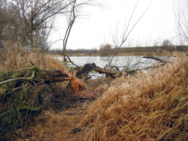 rz.Narew