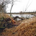 rz.Narew