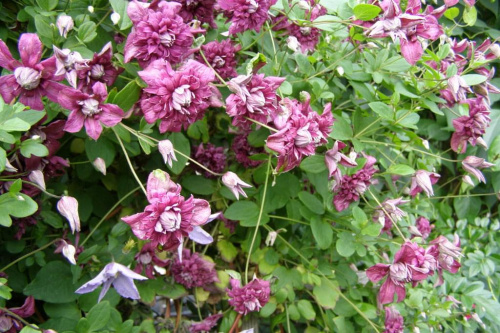 Purpurea Plena Elegans - chmura kwiatów.