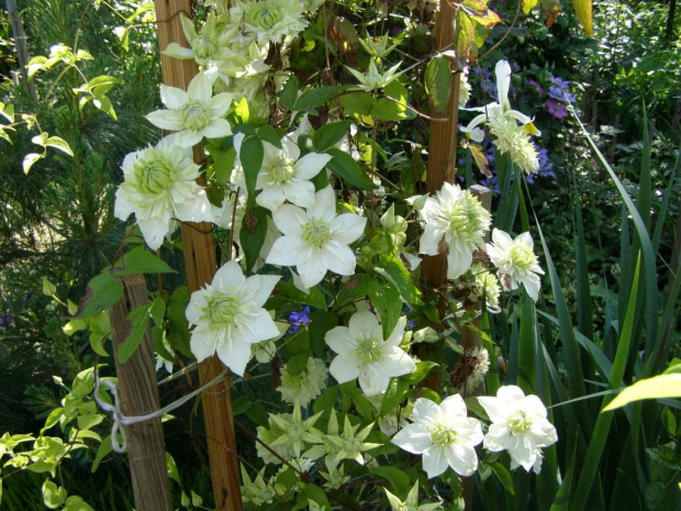 c. florida Alba Plena