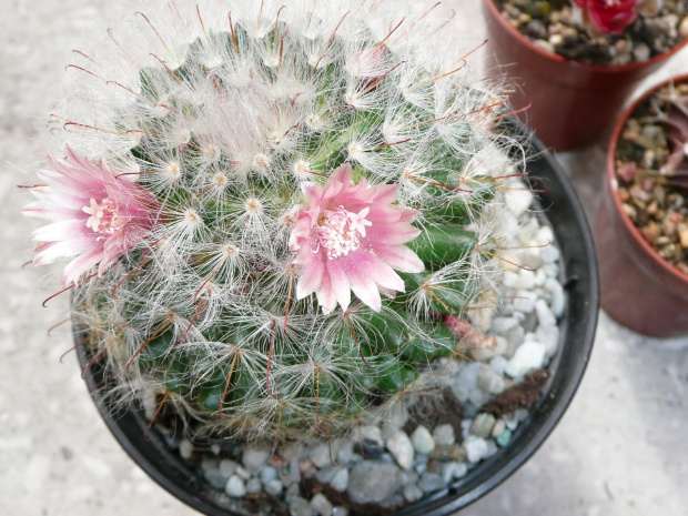 mammillaria bocasana