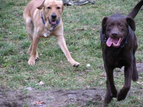 Hexa, Hojrak, Max, labradory.org #LabradorRetriever