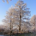#drzewa #lód #szron #zima