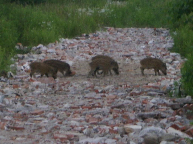 dziki