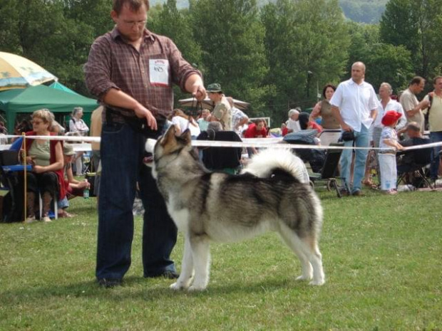 ALASKAN MALAMUTE - reproduktor, Hurricane Appalachian