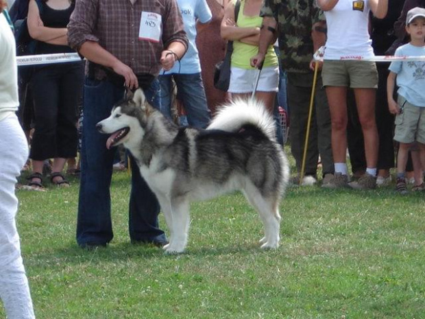 ALASKAN MALAMUTE - reproduktor, Hurricane Appalachian