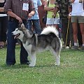 ALASKAN MALAMUTE - reproduktor, Hurricane Appalachian