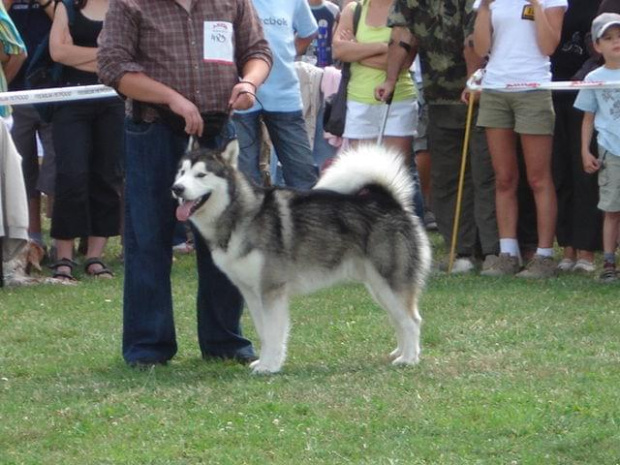 ALASKAN MALAMUTE - reproduktor, Hurricane Appalachian