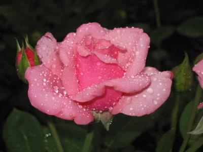 #kwiaty #roze