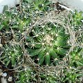 Mammillaria?