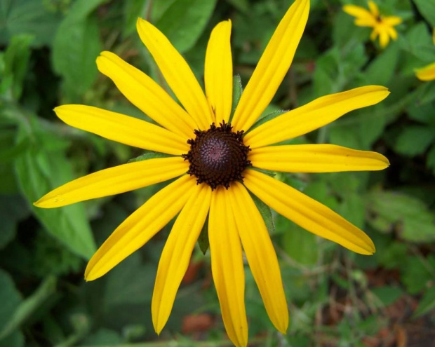 Najlepsze zdjecie kwiatu z Kodaka Z740. Rudbekia błyskotliwa (Rudbeckia fulgida). #kwiat #natura #przyroda #makro