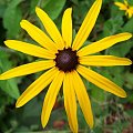 Najlepsze zdjecie kwiatu z Kodaka Z740. Rudbekia błyskotliwa (Rudbeckia fulgida). #kwiat #natura #przyroda #makro