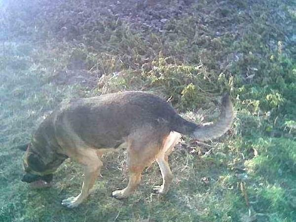 Muron to wilczaty mieszaniec średniej wielkości, w wieku około 2,5 roku. Pies jest łagodny, przyjazny ludziom, chętnie bawi się.