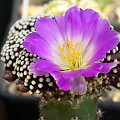 Mammillaria luethyi