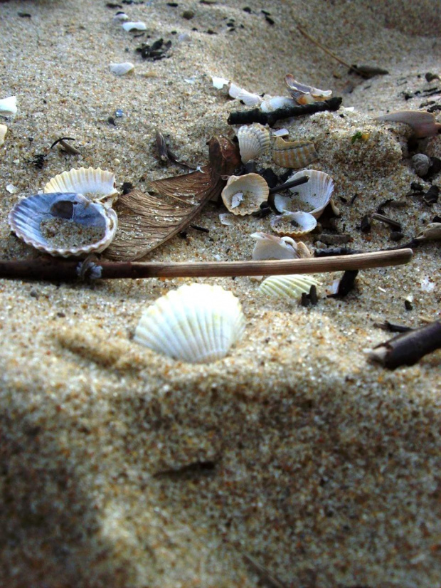 Plaża Brzeźno 10 Luty 2008