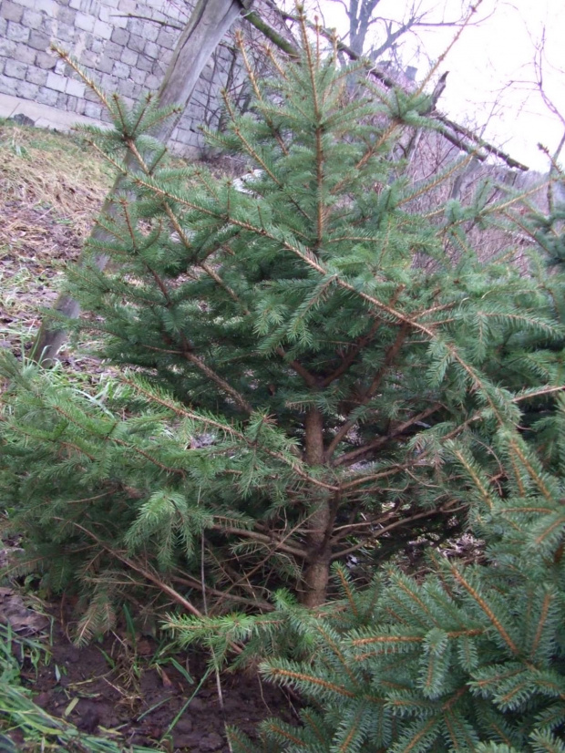 SADZONKI NA SPRZEDAZ PO 1 ZL