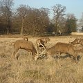 Widzial ktos z was kiedys walczace jelenie ?? ja dopiero wczoraj ... #jelonki #RichmondPark #zwierzątka #park