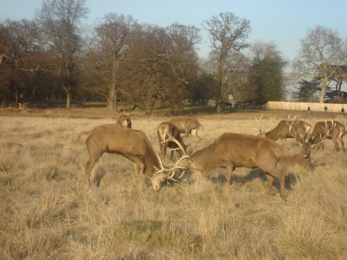 Widzial ktos z was kiedys walczace jelenie ?? ja dopiero wczoraj ... #jelonki #RichmondPark #zwierzątka #park