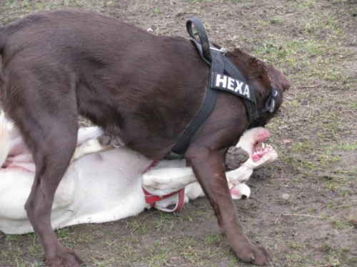 Hexa z Neską #Labrador