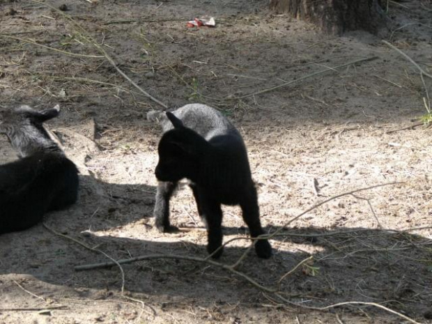 #koziołki #natura #opole #turawa #zwierzęta