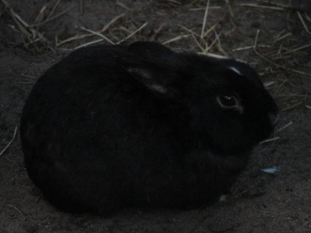 #natura #opole #królik #zwierzęta #turawa
