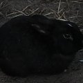 #natura #opole #królik #zwierzęta #turawa