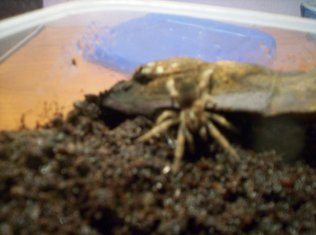 Brachypalme Smithi L5