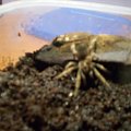 Brachypalme Smithi L5