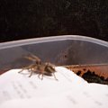 brahypalme smithi L5