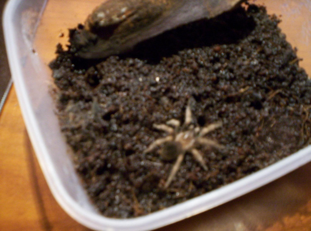 brahypalme smithi L5