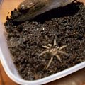 brahypalme smithi L5