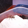 brahypalme smithi L5