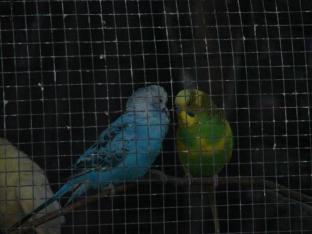 #natura #opole #papużki #ptaki #turawa