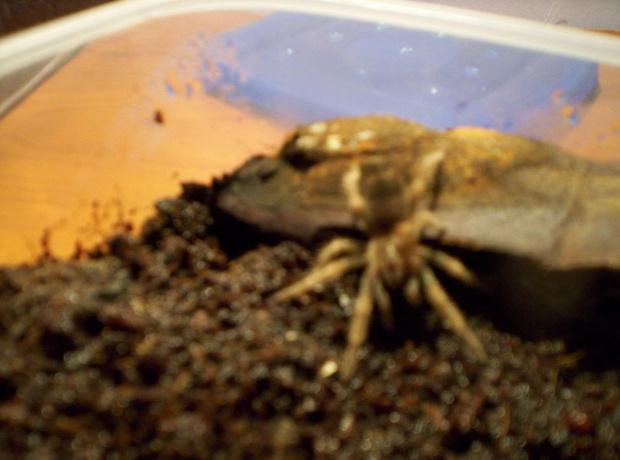 Brachypalme Smithi L5