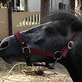 #koń #konie #natura #opole #turawa #zwierzęta