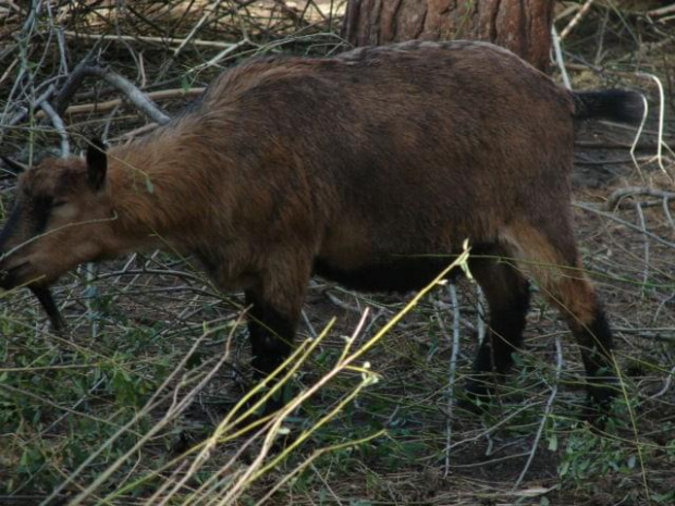 #koziołki #natura #opole #turawa #zwierzęta