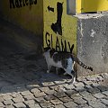 Mieszkaniec śródmiejskiego podwórka.