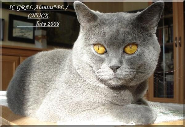 IC GRAL Alantos*PL - CHUCK -luty2008