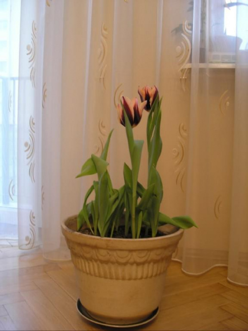 Tulipany zakwitły w mieszkaniu #kwiatki #kwiaty